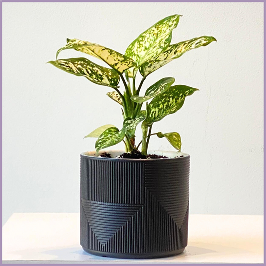 Aglaonema (Chinese Evergreen) in Black Ceramic Pot - Stylish Indoor Plant – plant, delivered in Bahrain