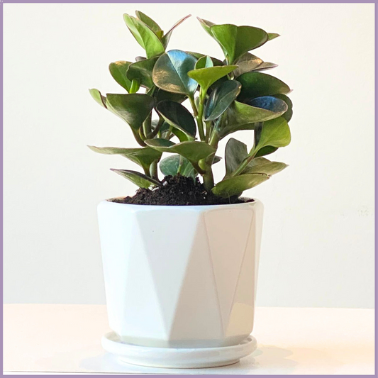 Baby Rubber Indoor Plant (Peperomia Obtusifolia) in Geometric Pot – plant, delivered in Bahrain