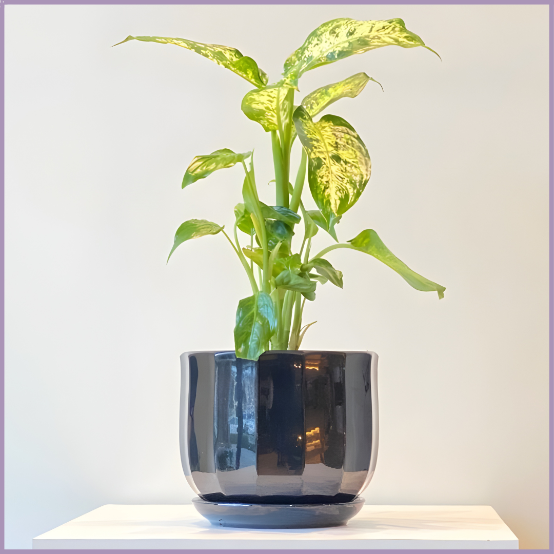 Midnight Ripple - Calathea Lancifolia in Black Ceramic Pot