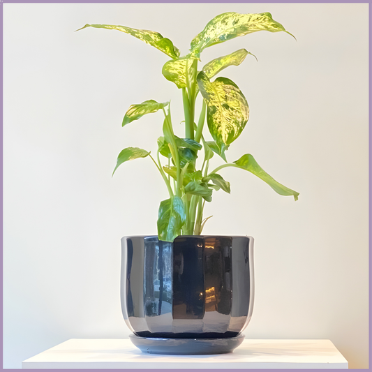 Midnight Ripple - Calathea Lancifolia in Black Ceramic Pot