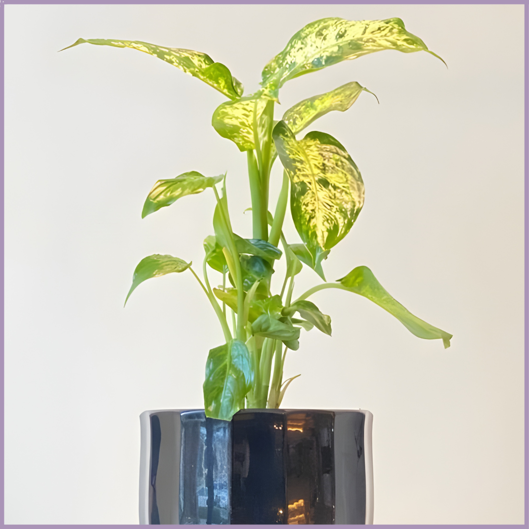 Midnight Ripple - Calathea Lancifolia in Black Ceramic Pot