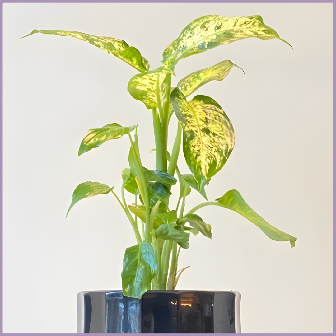 Midnight Ripple - Calathea Lancifolia in Black Ceramic Pot