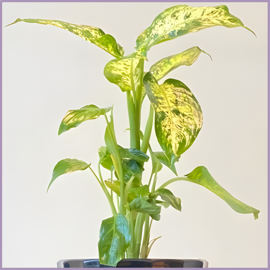 Midnight Ripple - Calathea Lancifolia in Black Ceramic Pot