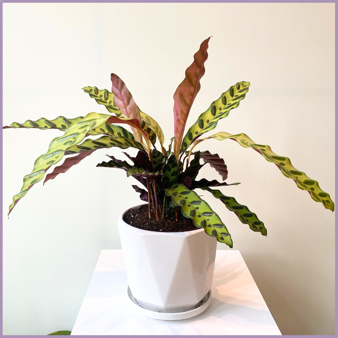 Forest Whisper - Calathea Lancifolia in White Ceramic Pot