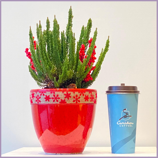 Caribou Christmas Cheer - Lemon Cypress Holiday Pot