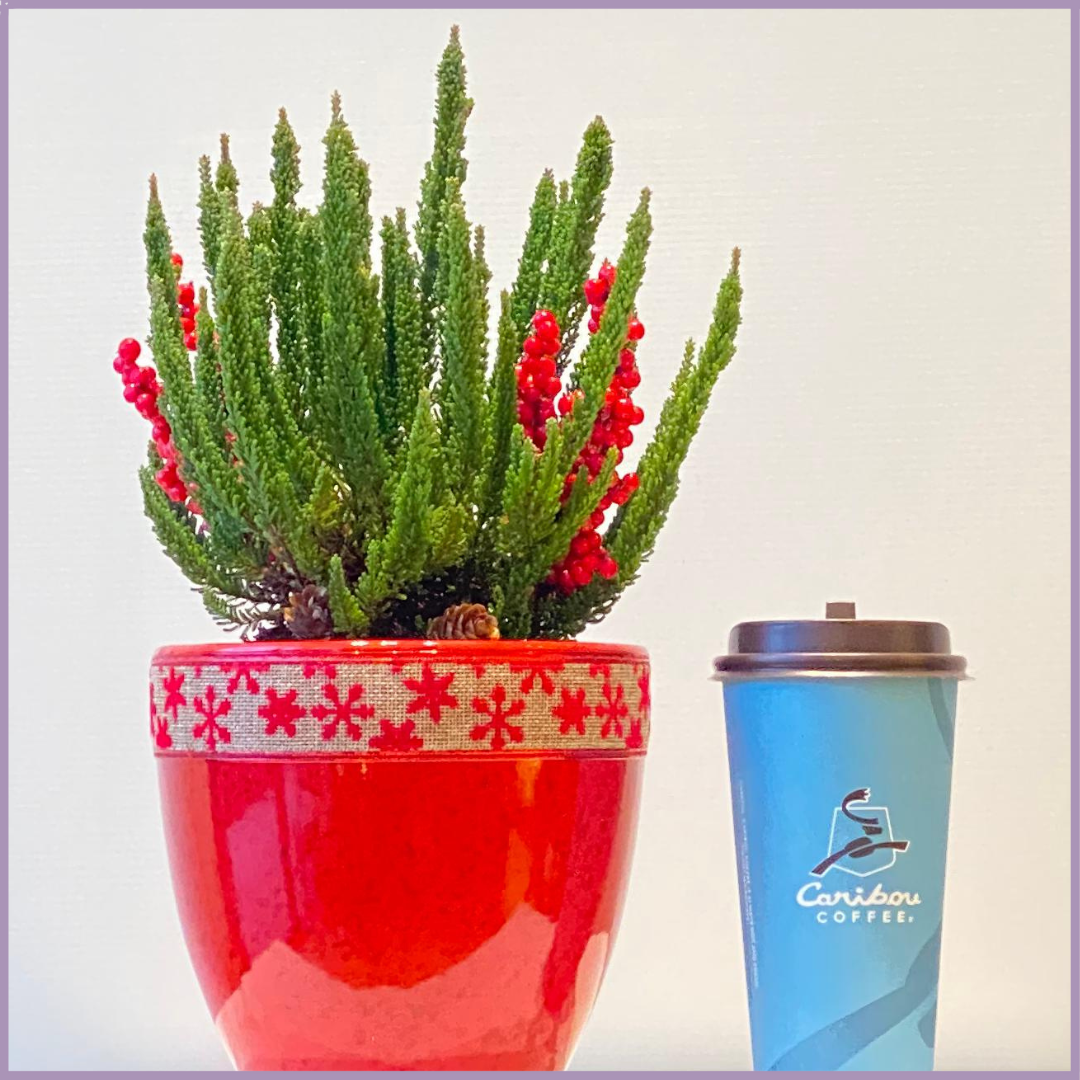 Caribou Christmas Cheer - Lemon Cypress Holiday Pot