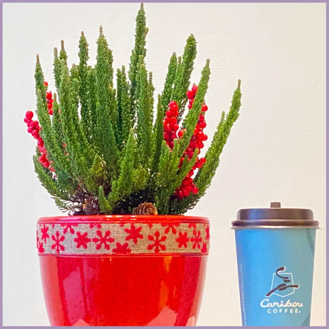 Caribou Christmas Cheer - Lemon Cypress Holiday Pot