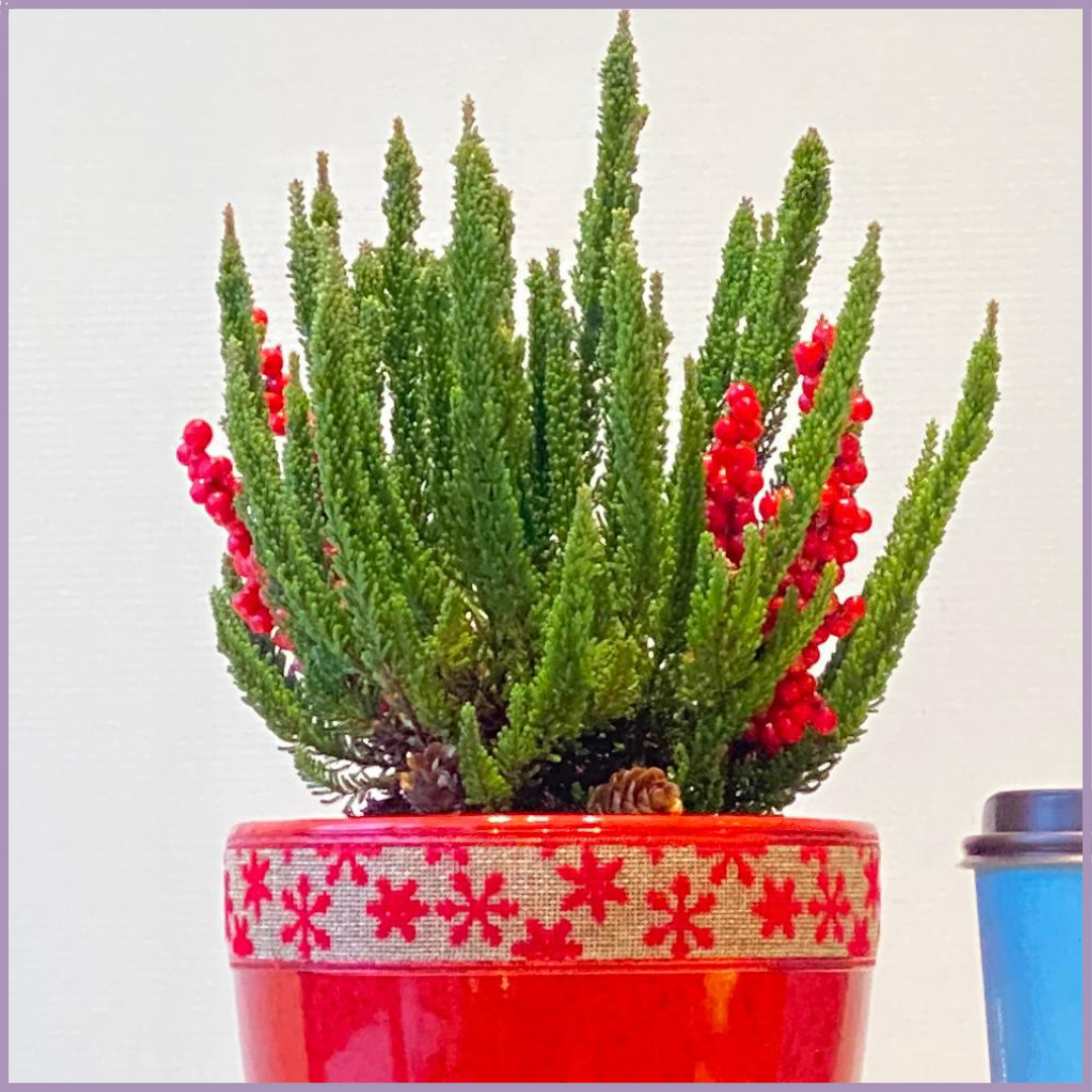 Caribou Christmas Cheer - Lemon Cypress Holiday Pot