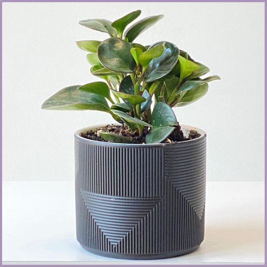 Baby Rubber Plant in Textured Pot – Peperomia Elegance – plant, delivered in Bahrain