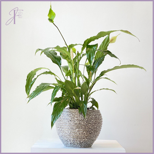 Elegant Peace Lily Plant – plant, delivered in Bahrain