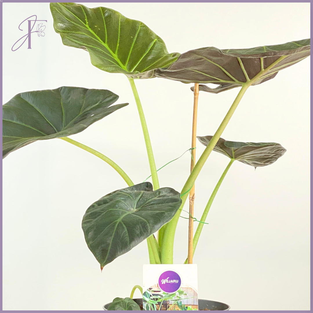 Emerald Arrow – Alocasia Plant