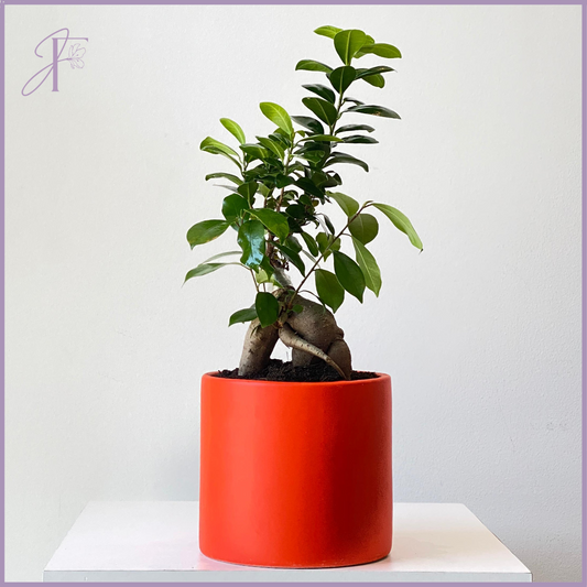 Ficus Ginseng Bonsai – plant, delivered in Bahrain