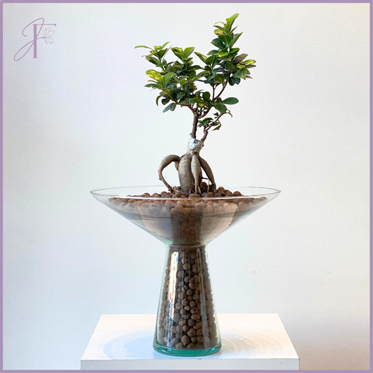 Ficus Microcarpa Hydro Bonsai in Elegant Glass Vase