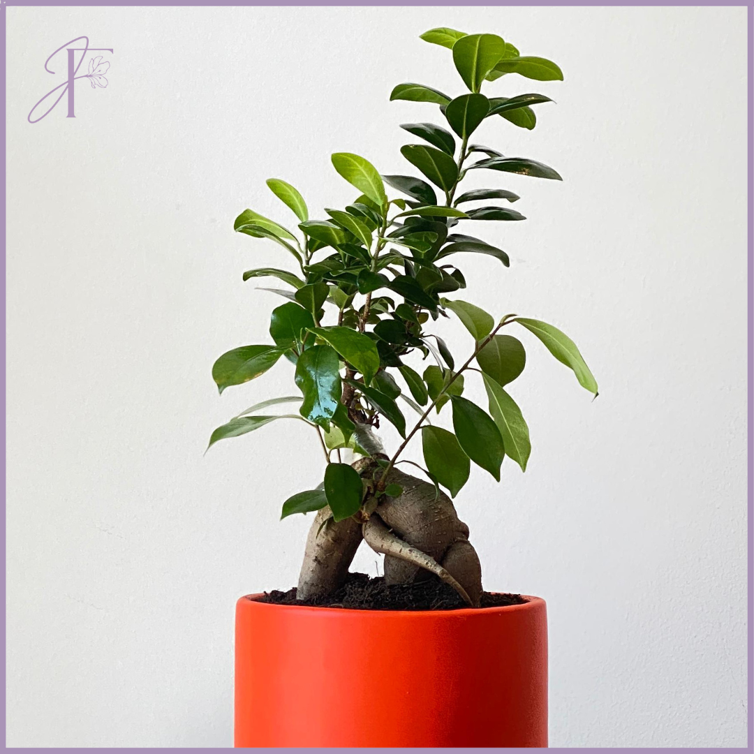 Ficus Ginseng Bonsai