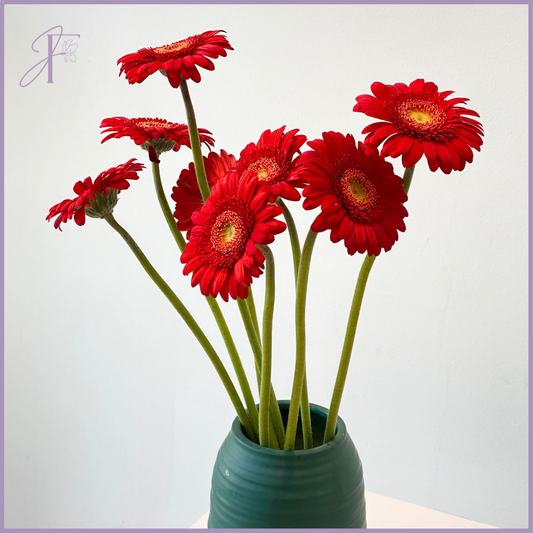 Fresh Red Gerbera Stems (Per Stem, Create Your Own Arrangement)