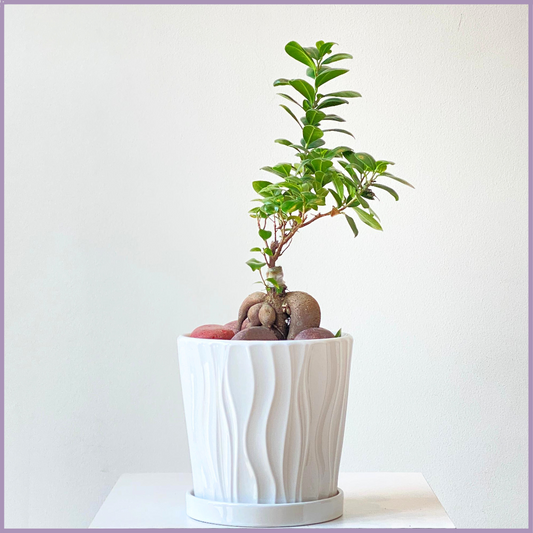 Ginseng Ficus Bonsai in White Wavy Pot - Unique and Sculptural – plant, delivered in Bahrain