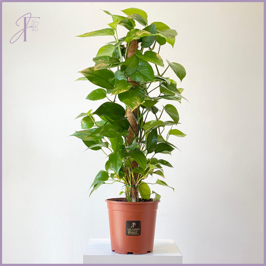 Golden Pothos Totem Plant - The Money Plant - Lush Green Elegance – plant, delivered in Bahrain