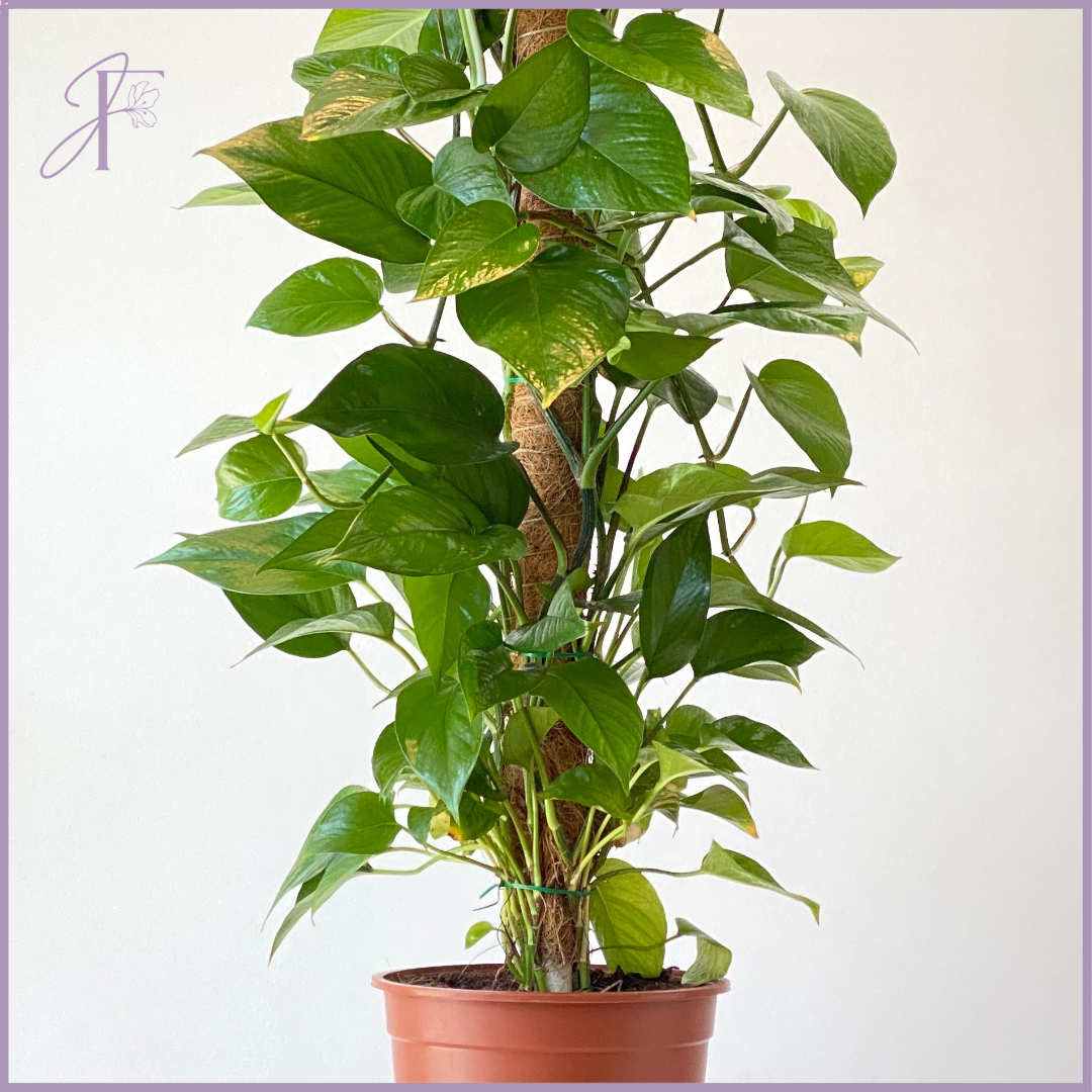 Golden Pothos Totem Plant - The Money Plant - Lush Green Elegance