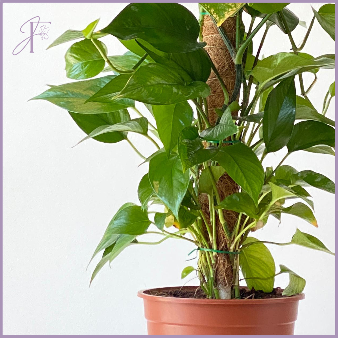 Golden Pothos Totem Plant - The Money Plant - Lush Green Elegance