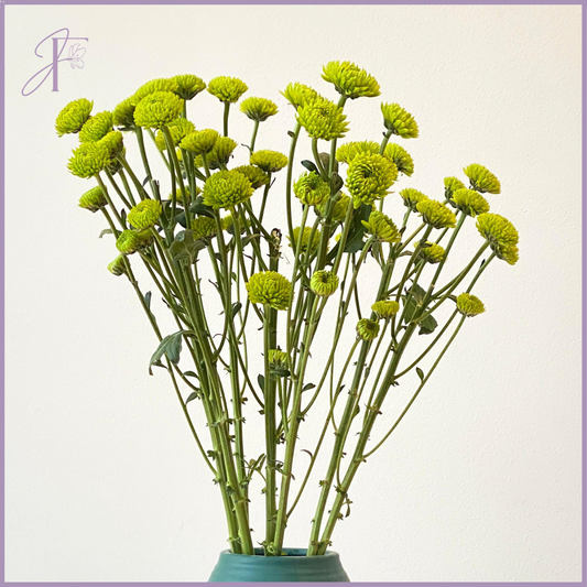 Green Button Mum Stem - Sold per Stem - Create your own Bouquet - Vase not included