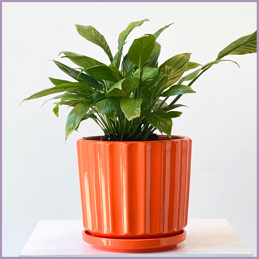 Large Peace Lily in Vibrant Orange Pot - Statement Air-Purifying Plant - In Door – plant, delivered in Bahrain