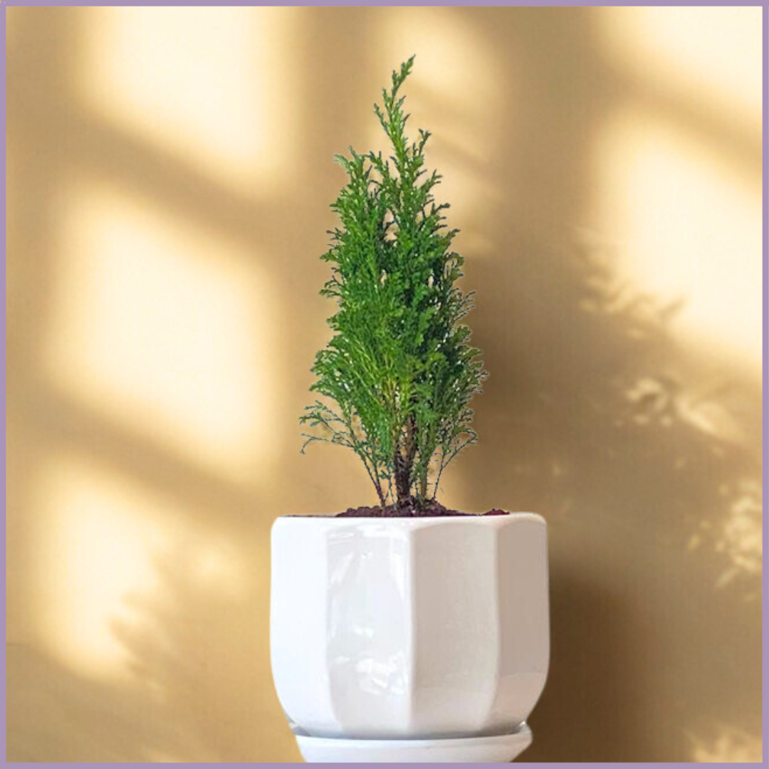Golden Citrus Glow – Lemon Cypress in White Ceramic Pot