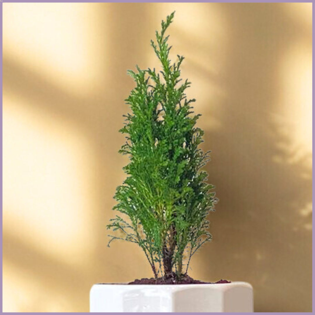 Golden Citrus Glow – Lemon Cypress in White Ceramic Pot