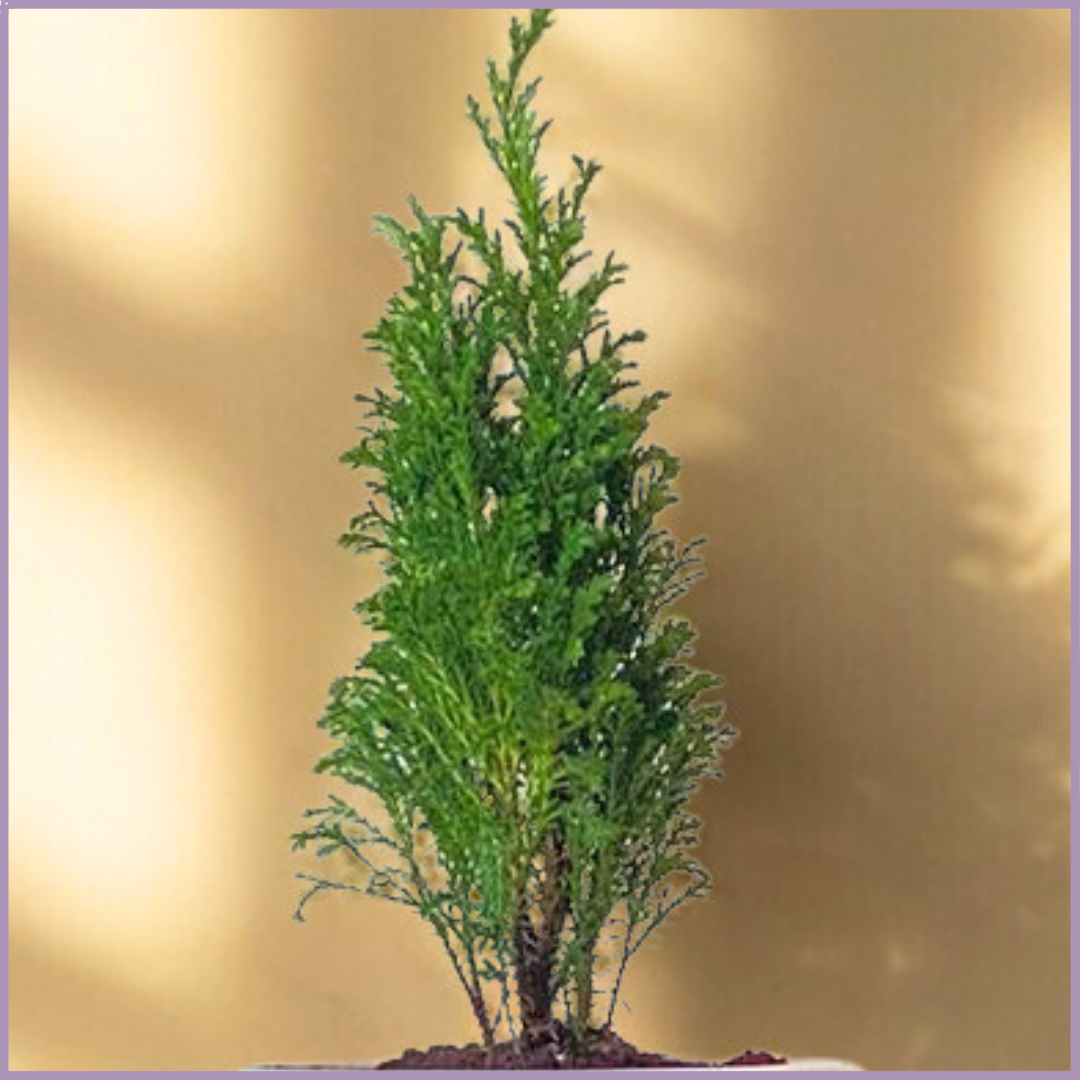 Golden Citrus Glow – Lemon Cypress in White Ceramic Pot