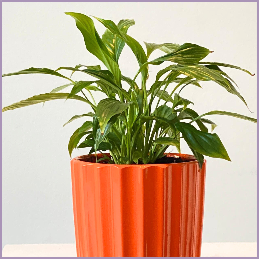 Mini Peace Lily in Vibrant Orange - Compact and Air-Purifying In-Door Plant