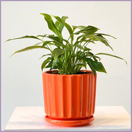 Mini Peace Lily in Vibrant Orange - Compact and Air-Purifying In-Door Plant – plant, delivered in Bahrain