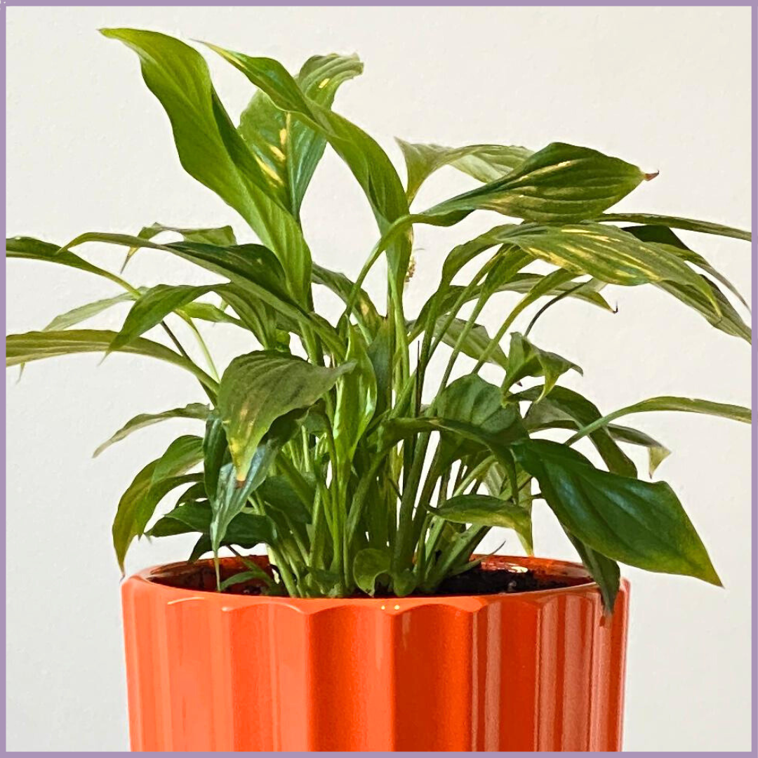 Mini Peace Lily in Vibrant Orange - Compact and Air-Purifying In-Door Plant