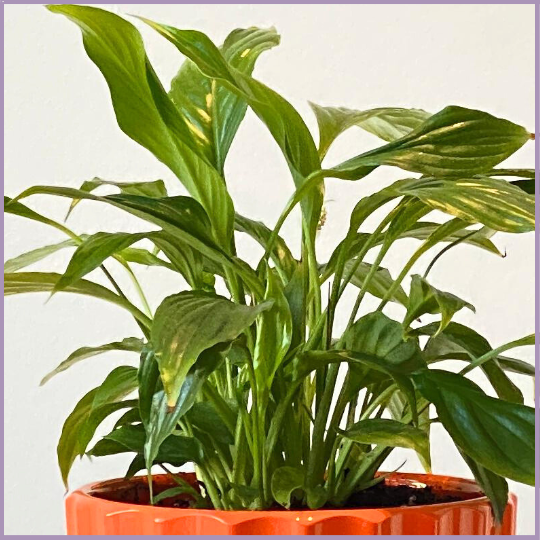 Mini Peace Lily in Vibrant Orange - Compact and Air-Purifying In-Door Plant
