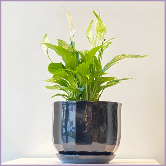 Pure Calm - Peace Lily in Black Ceramic Pot