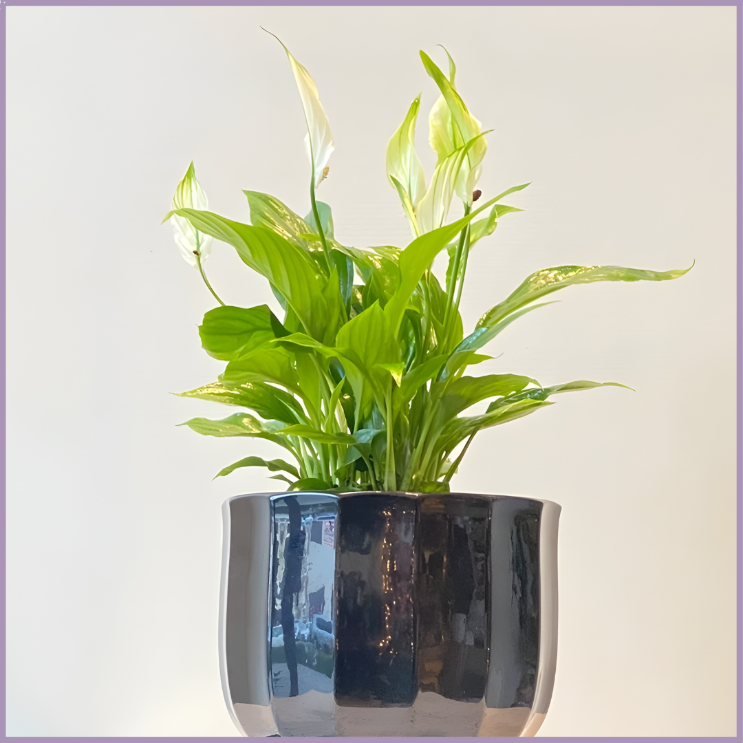 Pure Calm - Peace Lily in Black Ceramic Pot