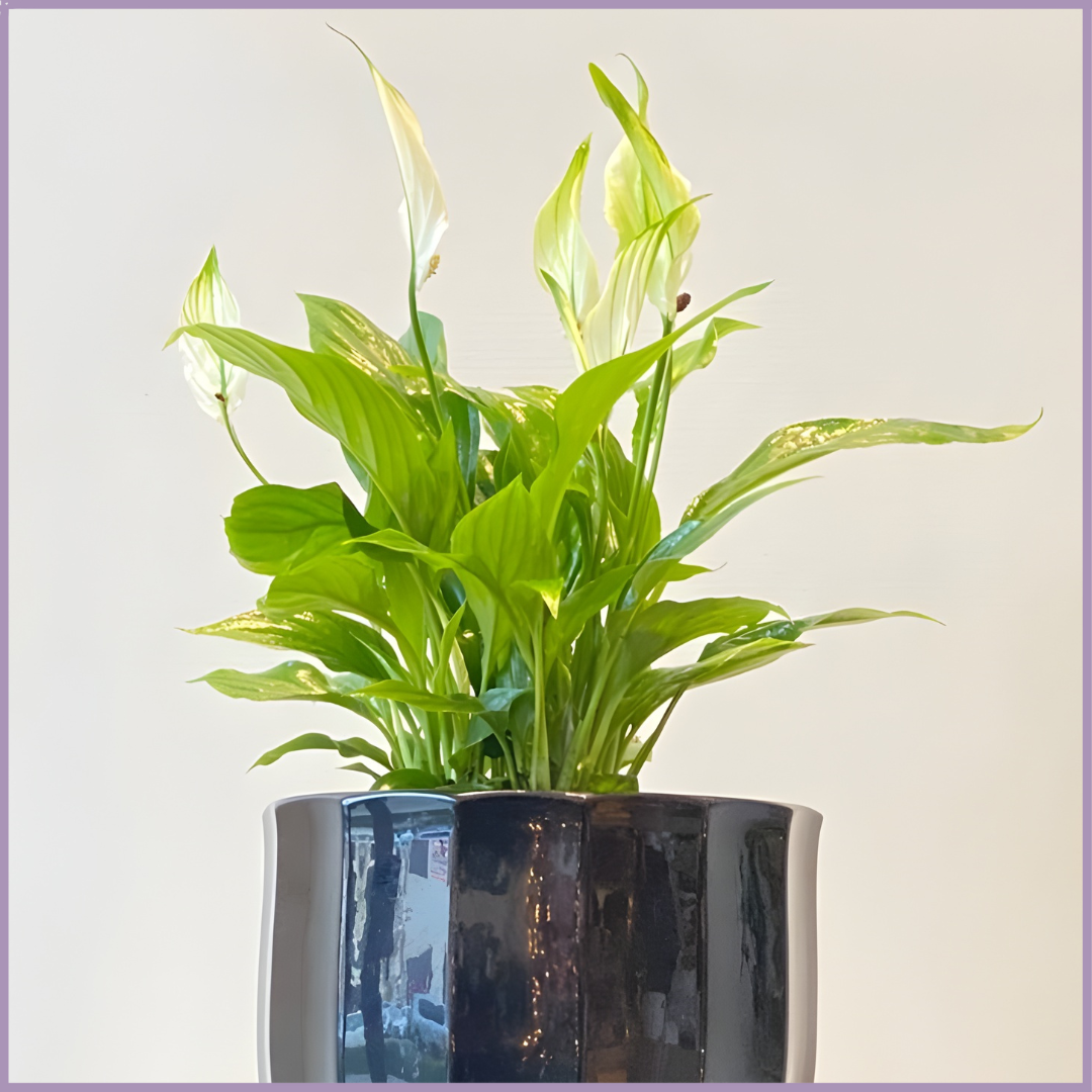 Pure Calm - Peace Lily in Black Ceramic Pot