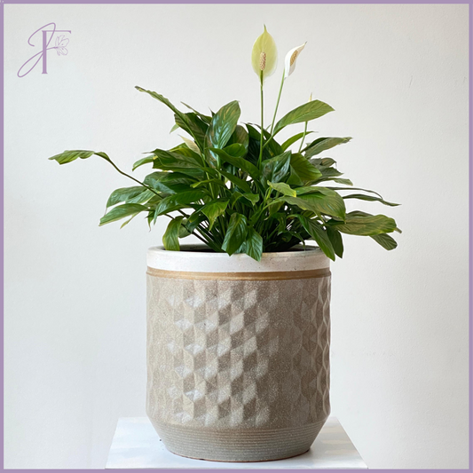 Peace Lily in Decorative Vase – plant, delivered in Bahrain