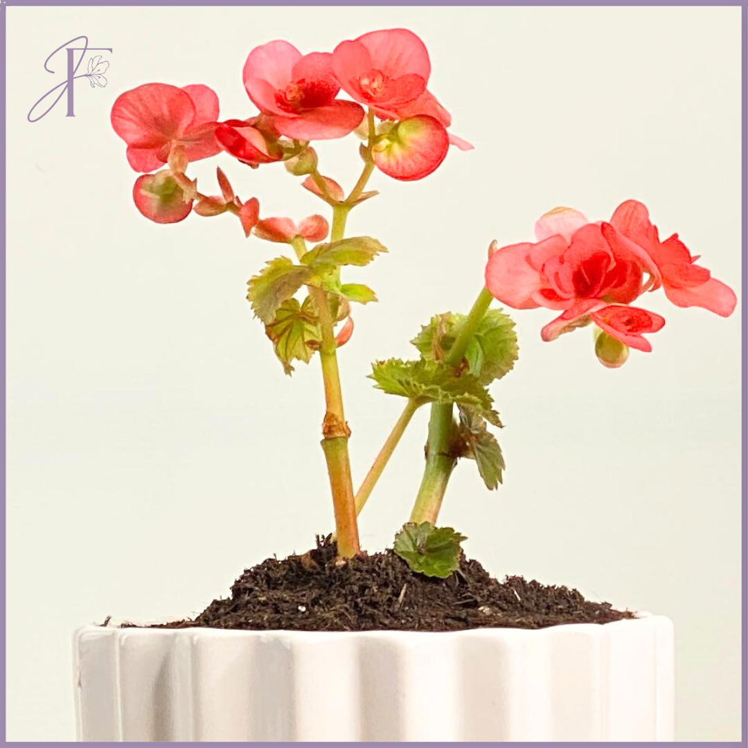 Petal Pop – Clubbed Begonia in White Pot
