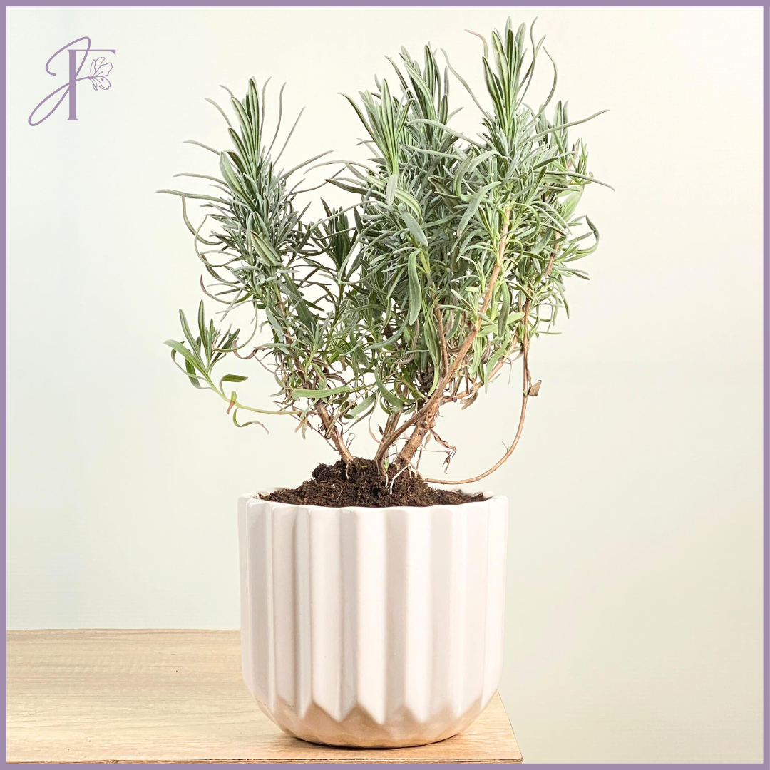 Potted Rosemary – Fresh Herb in Ceramic Pot