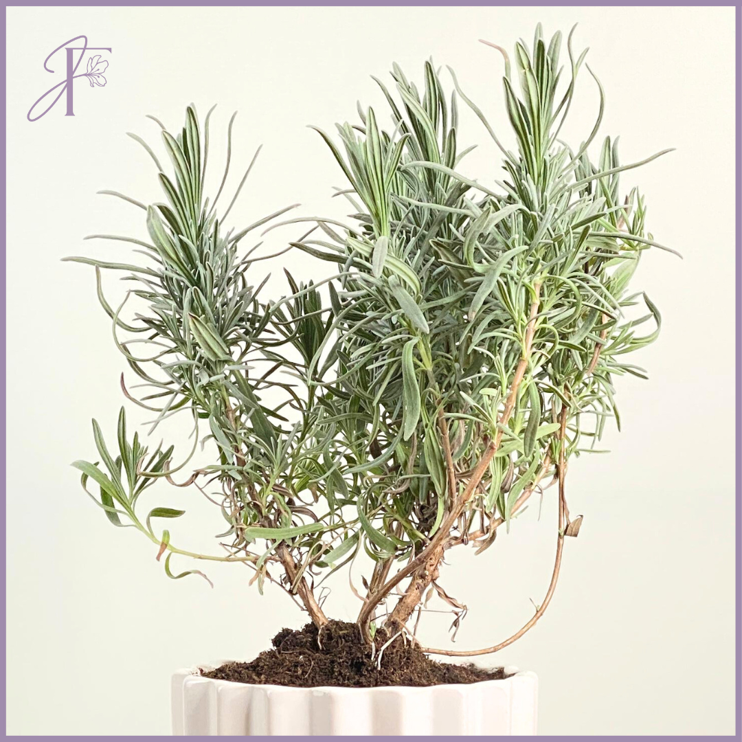 Potted Rosemary – Fresh Herb in Ceramic Pot