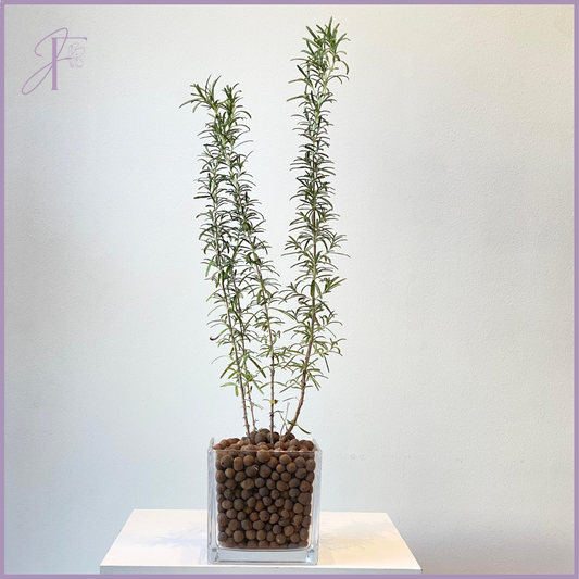 Rosemary Greens in Glass Vase - Fresh Indoor Herb in Glass