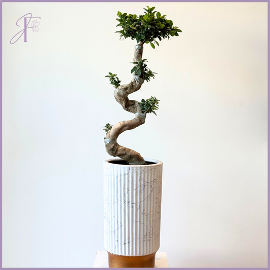 Serpentine Ficus Bonsai Tree (40cm) - Living Art
