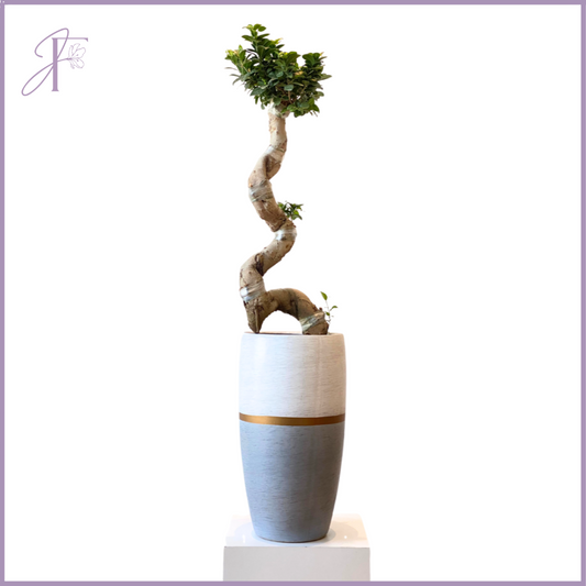 Spirited Ficus Bonsai Tree (40cm) - Elegant Indoor Plant