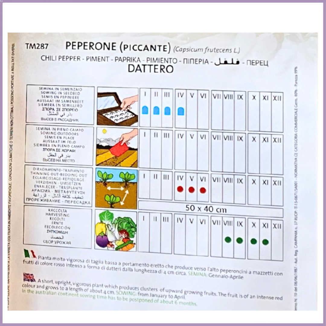 TOP SEED Non-GMO Peperone Dattero Chilli Seeds - Grow Your Own Spicy Harvest