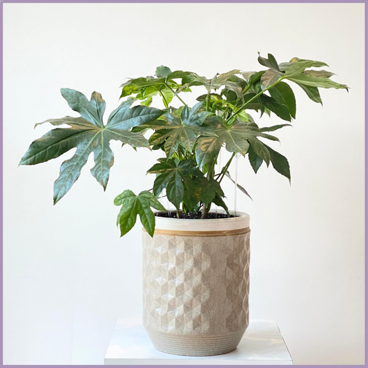 The Grand Japanese Aralia Plant (Fatsia Japonica) - in a Textured Ceramic Pot – plant, delivered in Bahrain