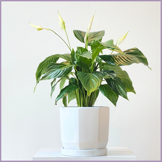 The Serene Peace Lily Plant (Spathiphyllum) - in a White Octagonal Pot – plant, delivered in Bahrain