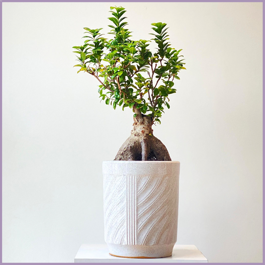 The Bahraini Bonsai Tree (Ficus Ginseng) - in Cream Pottery – plant, delivered in Bahrain