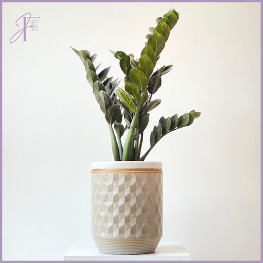 The Grand ZZ Plant (Zamioculcas Zamiifolia) - in a Geometric Ceramic Pot – plant, delivered in Bahrain