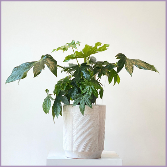The Wavy Aralia Plant (Fatsia Japonica) - in a Wavy-Textured Ceramic Pot – plant, delivered in Bahrain