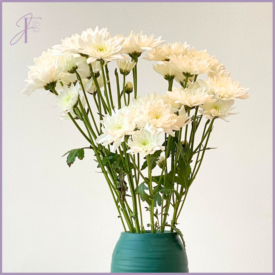 White Chrysanthemum Stem