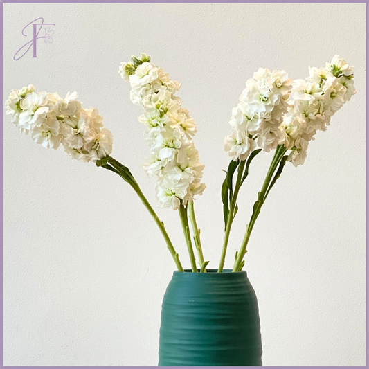 White Matthiola Stem - Sold per Stem - Create your own Bouquet - Vase not included